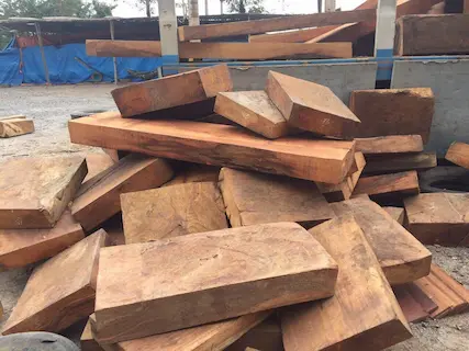 Nguyên liệu nhang buddhaking - Cây Hương Đá